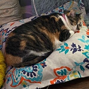 Meet your Posher, Alexa